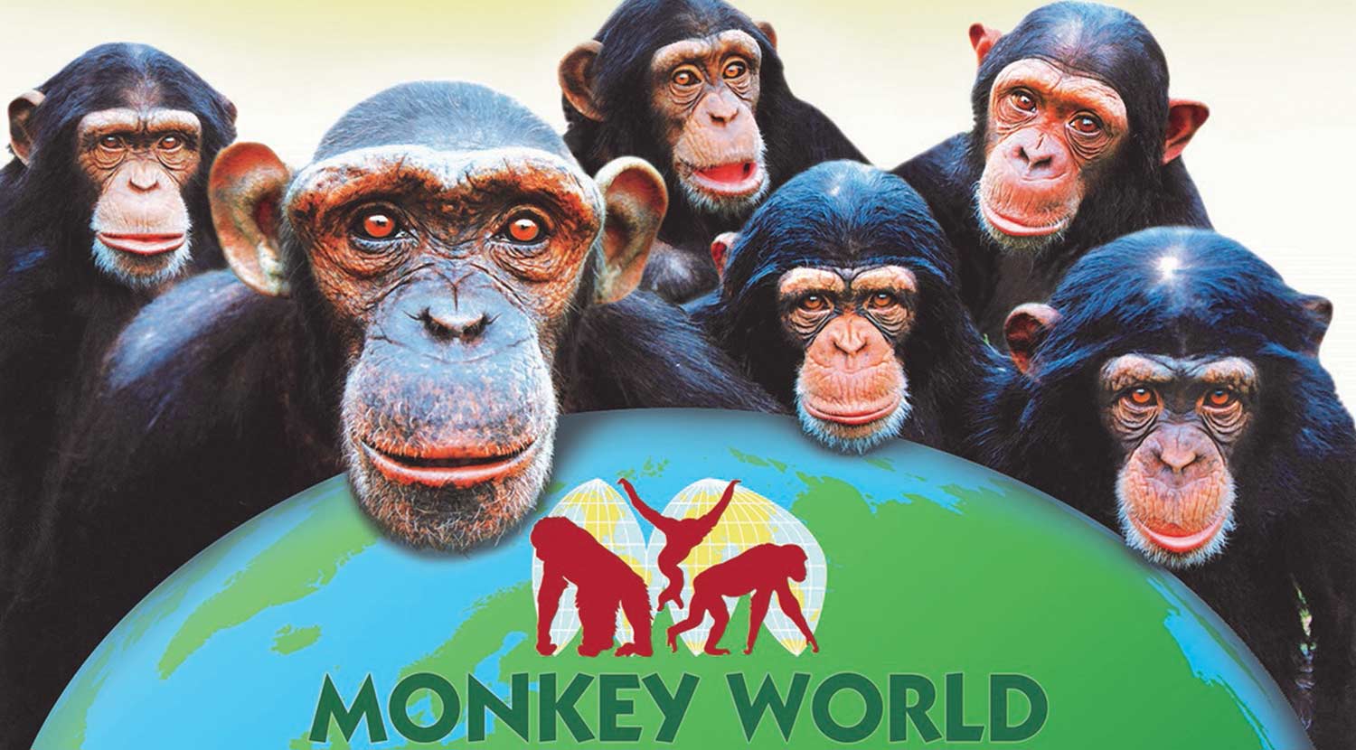 monkey world photography tour
