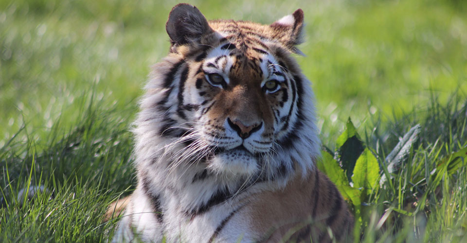 Knowsley Safari Park- Tiger