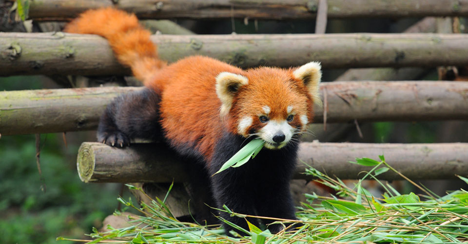 Red Panda