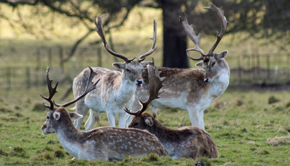 Deer- Attingham Park