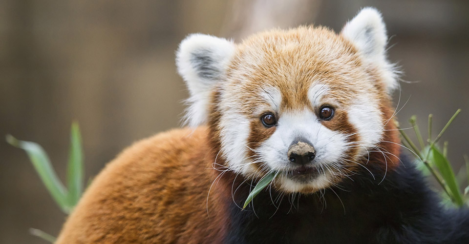 Red Panda