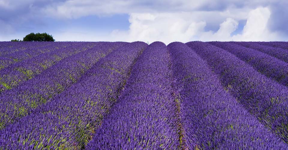 Cotswold Lavender Farm