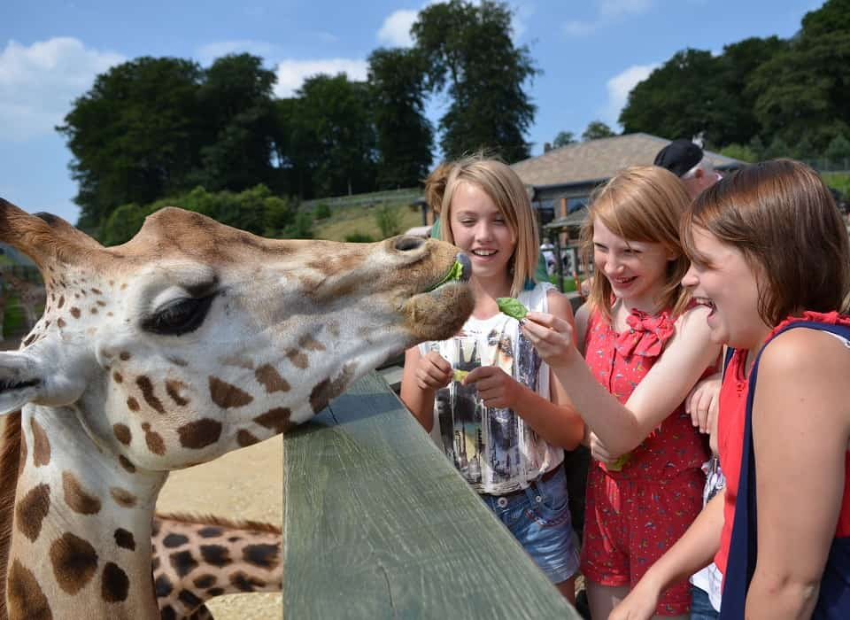 longleat safari park feeding times