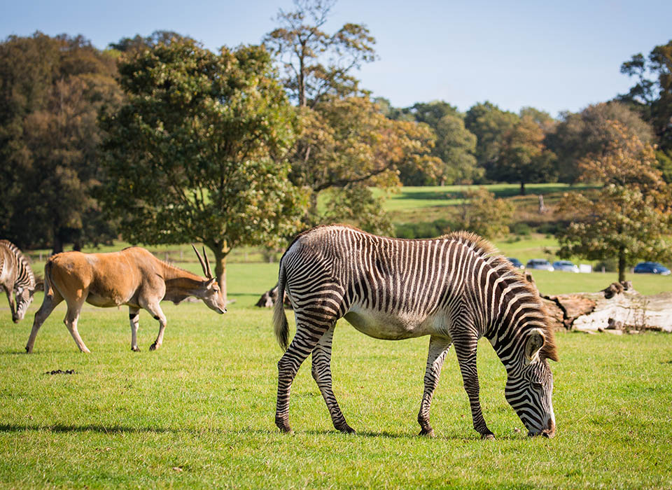 safari park in woburn