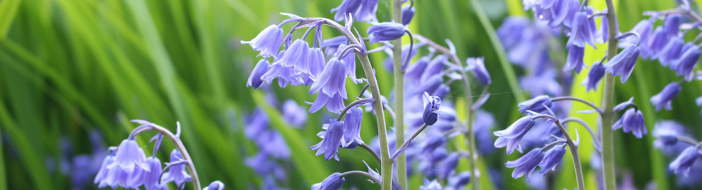 Bank Holiday May Activities in North Yorkshire The Tourist Trail