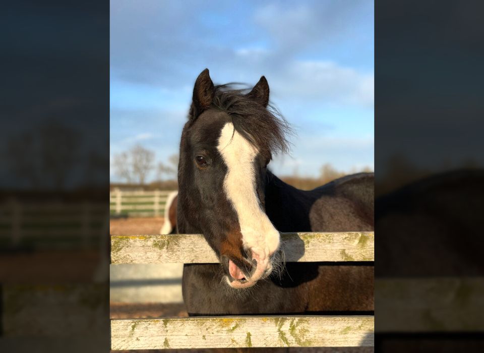 Redwings Horse Sanctuary - Picture of Redwings Horse Sanctuary, Oxhill -  Tripadvisor