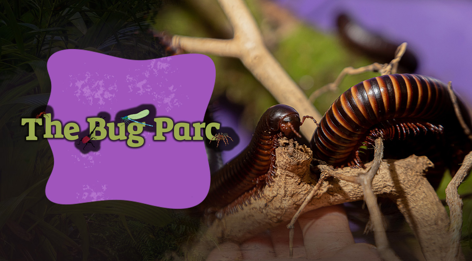 The Bug Parc