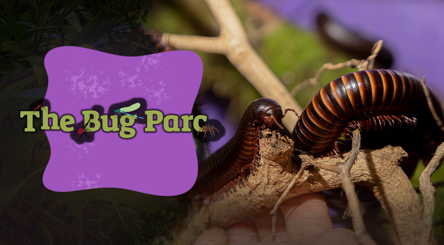 TheBugParc